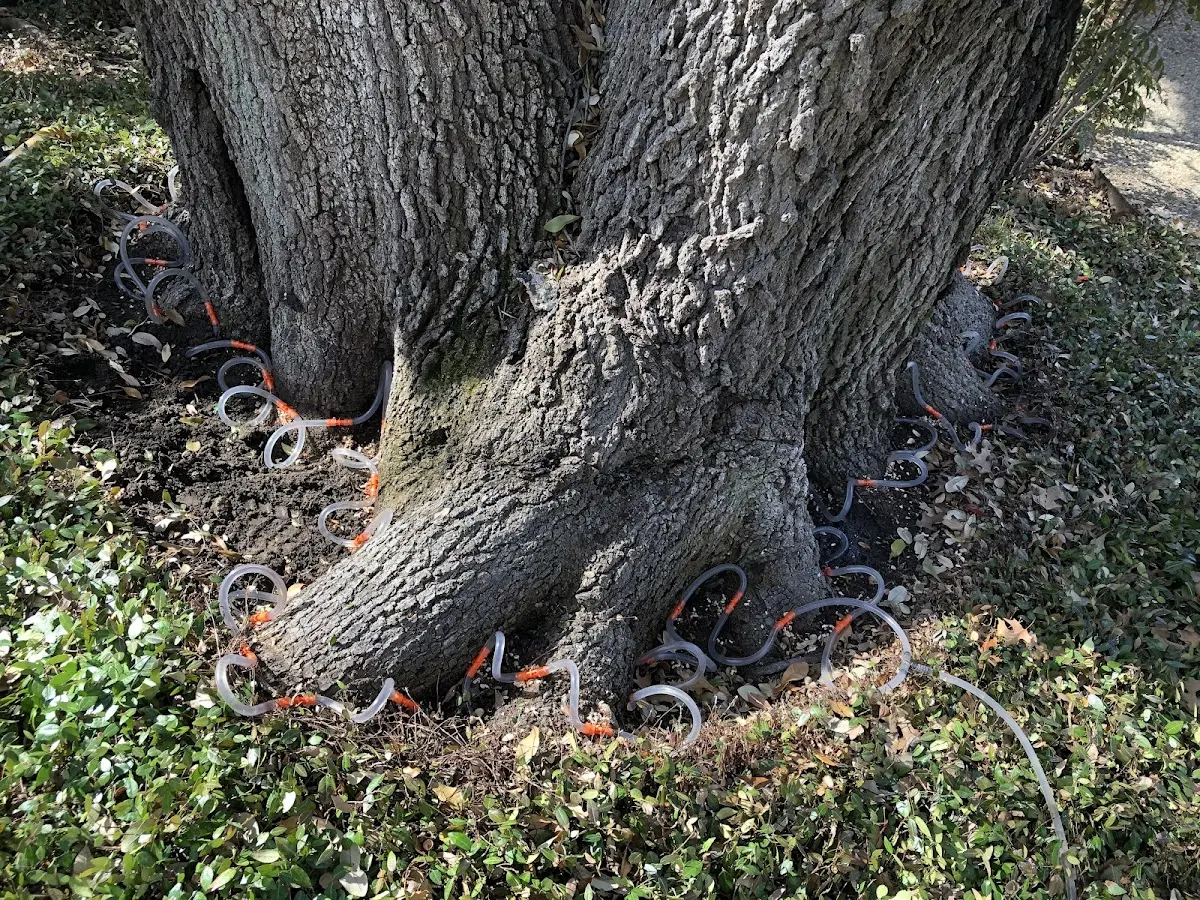 Detailed Tree Cabling and Bracing job site in Brevig Mission